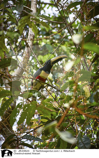 Braunohrarassari / Chestnut-eared Aracari / JR-04623