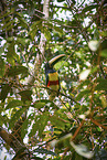 Chestnut-eared Aracari