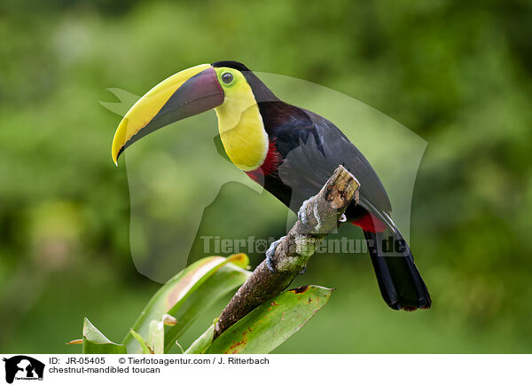 Swainson-Tukan / chestnut-mandibled toucan / JR-05405
