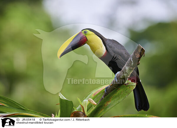 Swainson-Tukan / chestnut-mandibled toucan / JR-05418