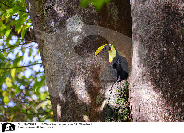 Swainson-Tukan / chestnut-mandibled toucan / JR-05629