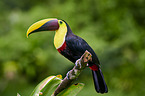 chestnut-mandibled toucan