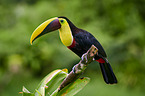 chestnut-mandibled toucan