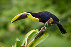 chestnut-mandibled toucan