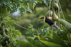 chestnut-mandibled toucan