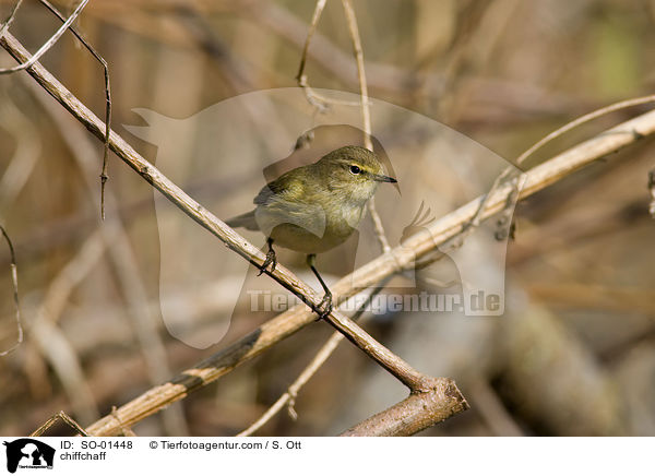 chiffchaff / SO-01448