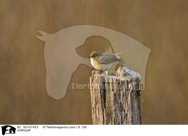 chiffchaff / SO-01453