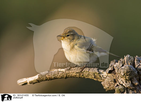 Zilpzalp / chiffchaff / SO-01455