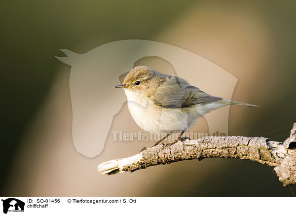 chiffchaff / SO-01456