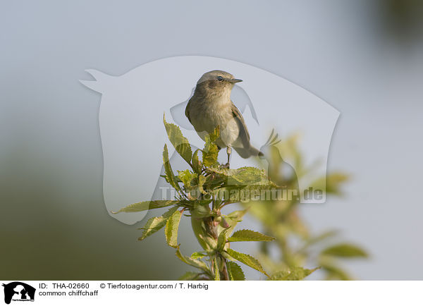 common chiffchaff / THA-02660