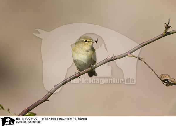 Zilpzalp / common chiffchaff / THA-03190