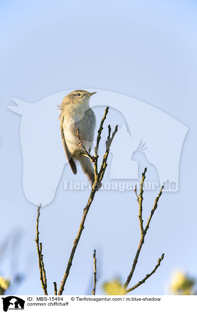 Zilpzalp / common chiffchaff / MBS-15464