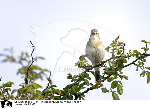 Zilpzalp / common chiffchaff / MBS-15468