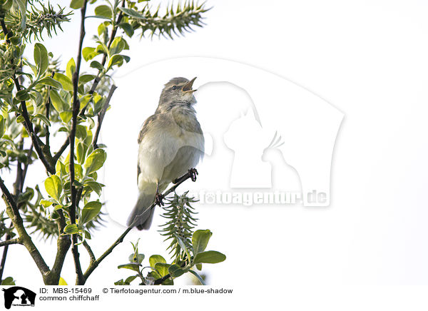 Zilpzalp / common chiffchaff / MBS-15469