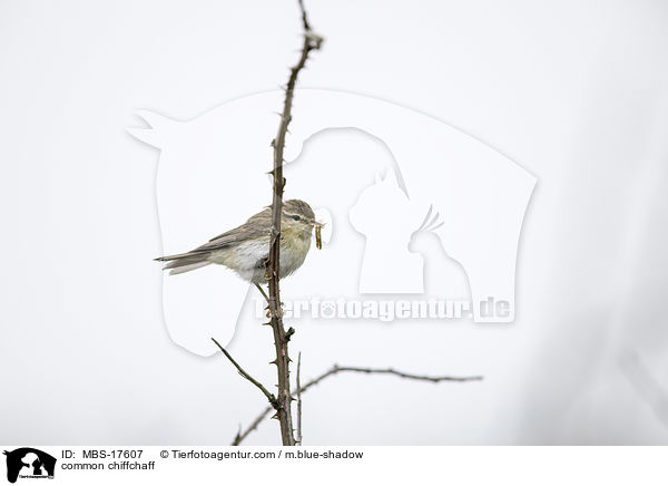 Zilpzalp / common chiffchaff / MBS-17607