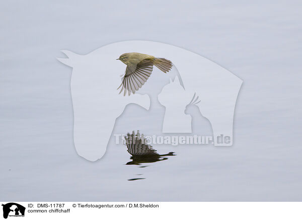 Zilpzalp / common chiffchaff / DMS-11787