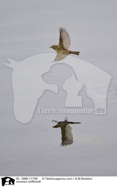 Zilpzalp / common chiffchaff / DMS-11789