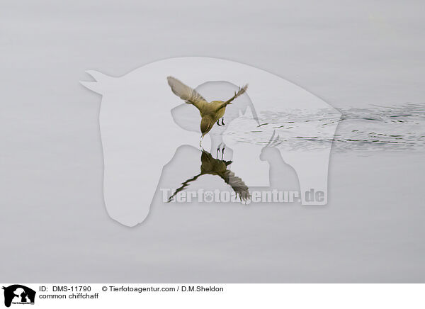 common chiffchaff / DMS-11790