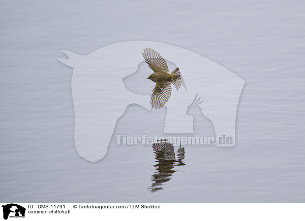 Zilpzalp / common chiffchaff / DMS-11791