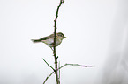 common chiffchaff
