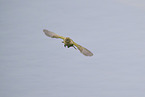 common chiffchaff