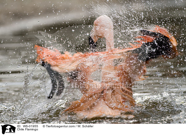 Chile Flamingo / Chile Flamingo / WS-01955