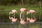 Chilean flamingos