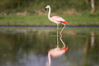 Chilean flamingo