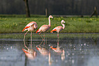 Chilean flamingos