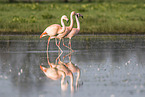 Chilean flamingo