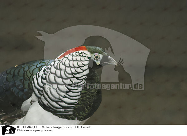 Diamantfasan / Chinese cooper pheasant / HL-04047