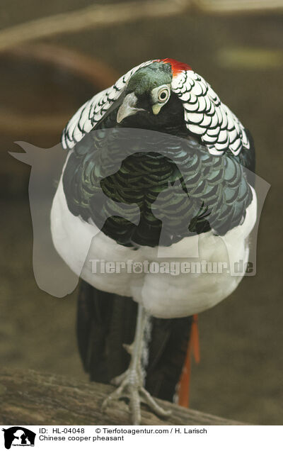 Diamantfasan / Chinese cooper pheasant / HL-04048