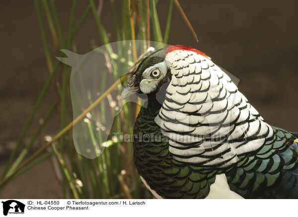 Diamantfasan / Chinese Cooper Pheasant / HL-04550