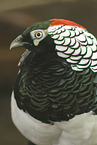 Chinese cooper pheasant