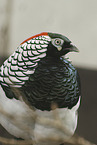 Chinese cooper pheasant