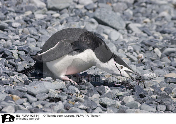 Zgelpinguin / chinstrap penguin / FLPA-02784