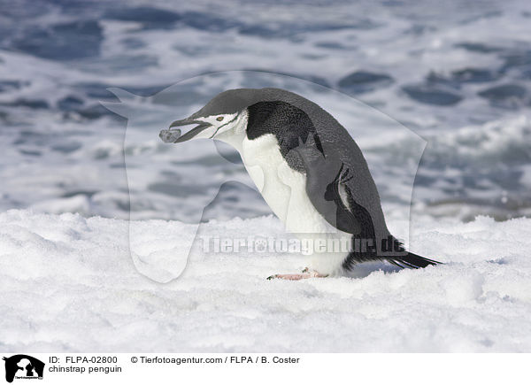 Zgelpinguin / chinstrap penguin / FLPA-02800