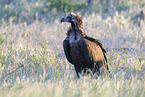 black vulture