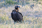 black vulture