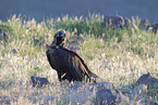 black vulture