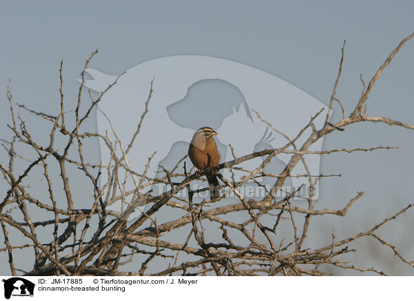Bergammer / cinnamon-breasted bunting / JM-17885