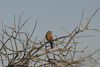 cinnamon-breasted bunting