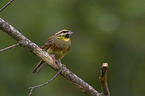 sitting Cirl Bunting