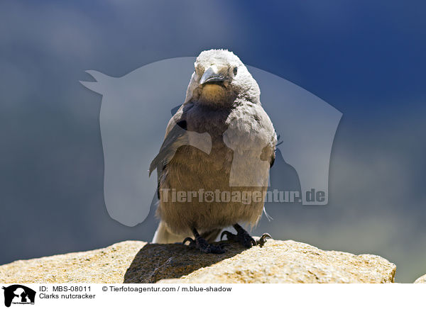 Clarks nutcracker / MBS-08011