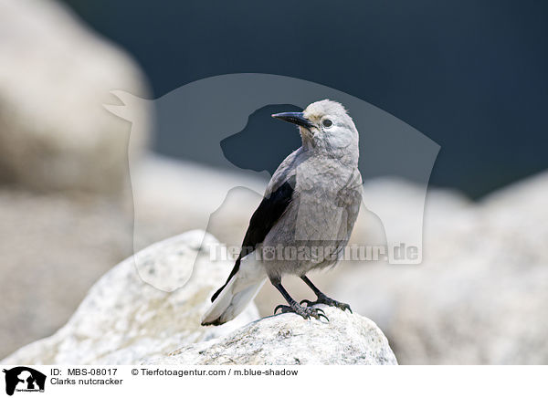 Kiefernhher / Clarks nutcracker / MBS-08017