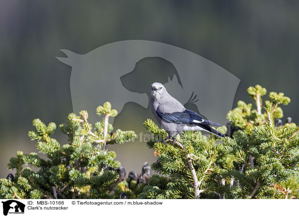 Clark's nutcracker / MBS-10166