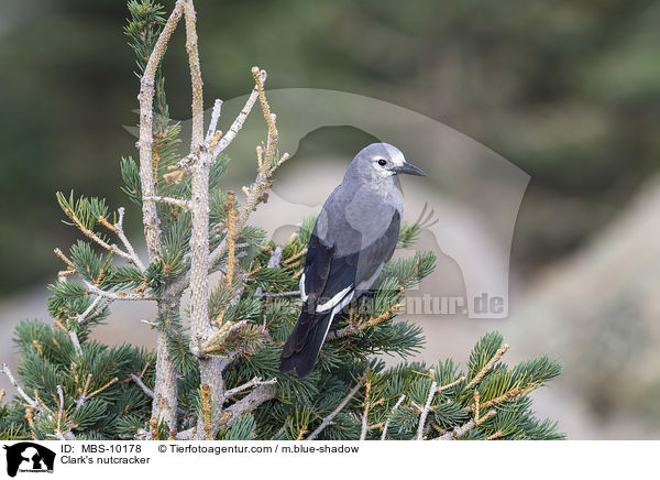 Clark's nutcracker / MBS-10178