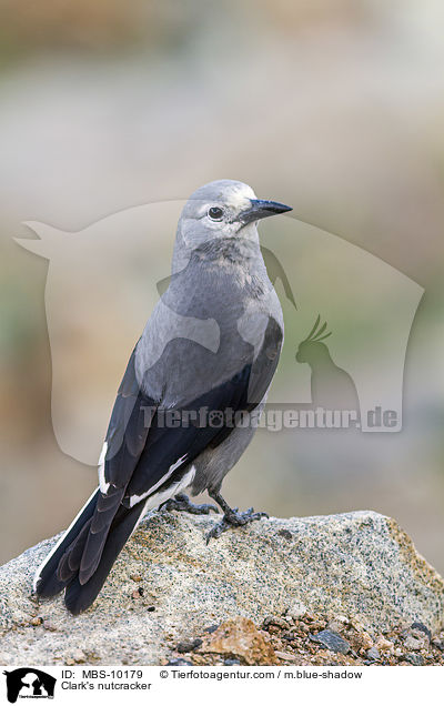Kiefernhher / Clark's nutcracker / MBS-10179