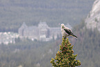 Clarks nutcracker