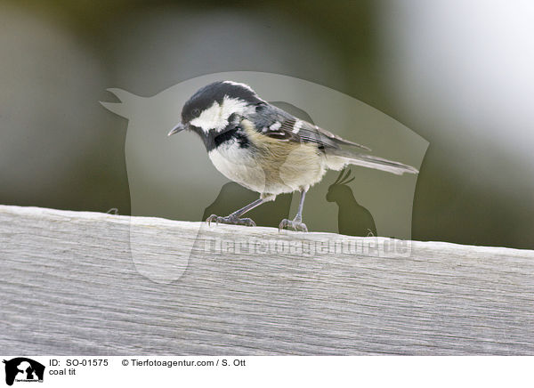 Tannenmeise / coal tit / SO-01575